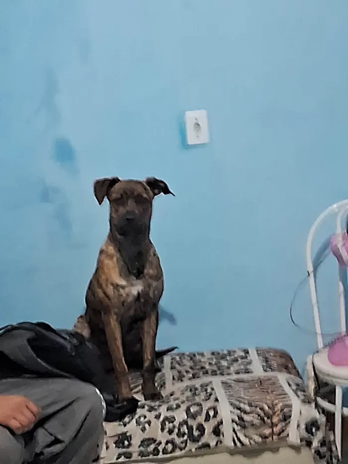 Cachorro ra a Pit-Bull idade 2 a 6 meses nome Zaya