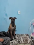 Zaya