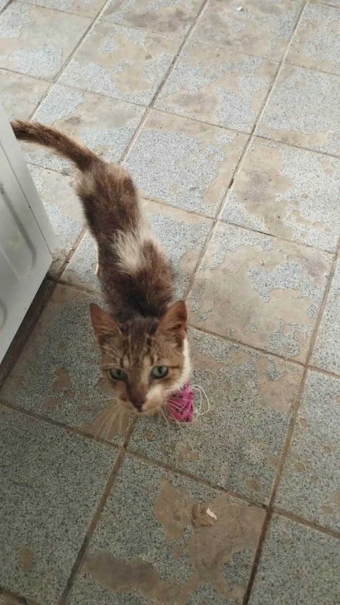 Gato ra a SRD-ViraLata idade 6 ou mais anos nome Aninha