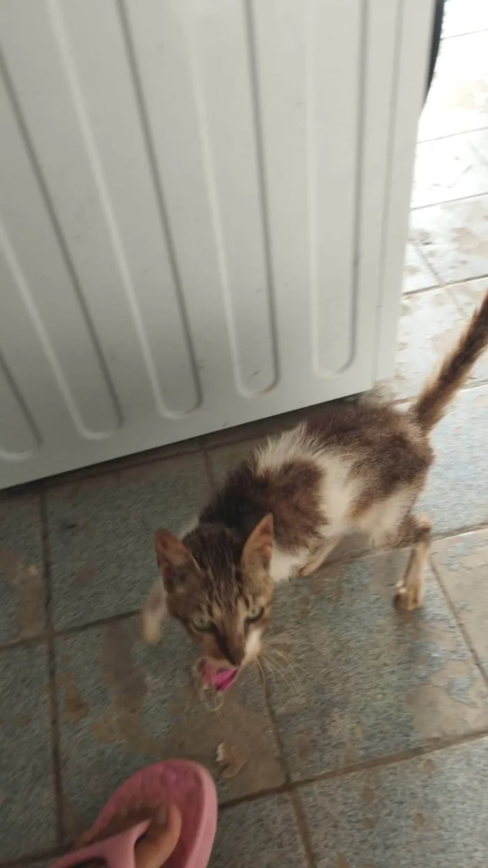 Gato ra a SRD-ViraLata idade 6 ou mais anos nome Aninha