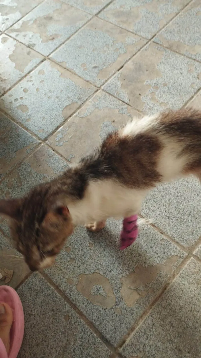 Gato ra a SRD-ViraLata idade 6 ou mais anos nome Aninha