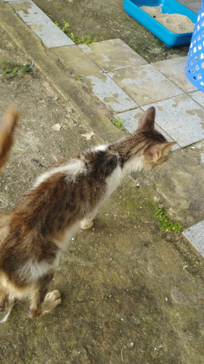 Gato ra a SRD-ViraLata idade 6 ou mais anos nome Aninha