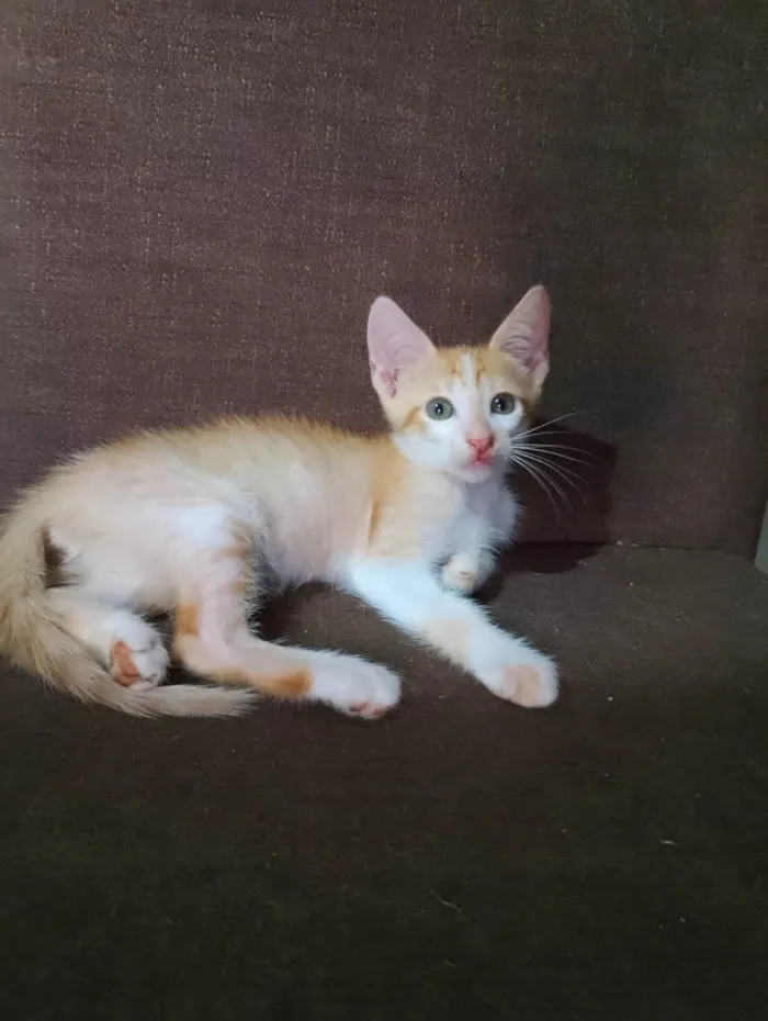 Gato ra a SRD-ViraLata idade 2 a 6 meses nome Sem nome