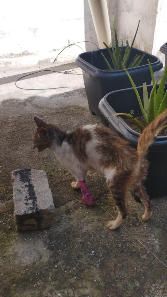 Gato ra a SRD-ViraLata idade 6 ou mais anos nome Aninha
