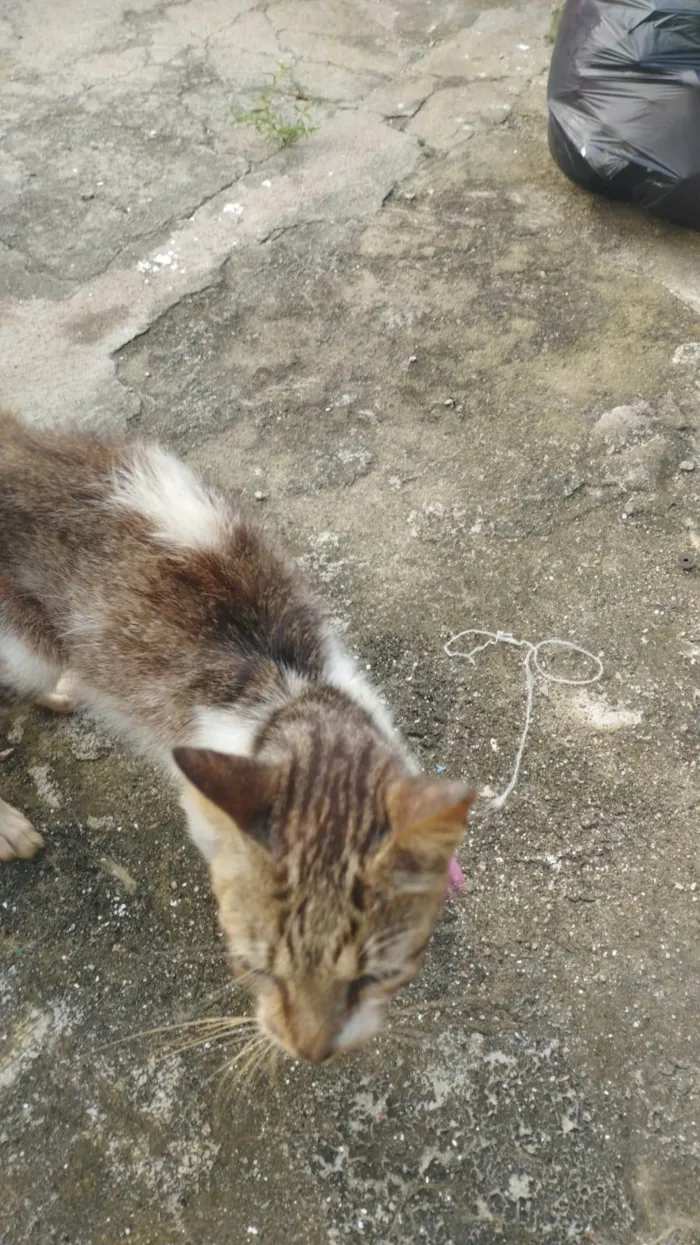 Gato ra a SRD-ViraLata idade 6 ou mais anos nome Aninha