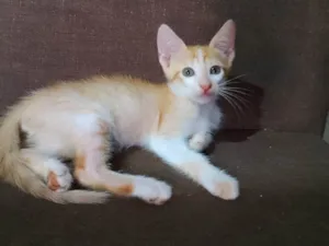 Gato raça SRD-ViraLata idade 2 a 6 meses nome Sem nome