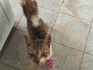 Gato raça SRD-ViraLata idade 6 ou mais anos nome Aninha