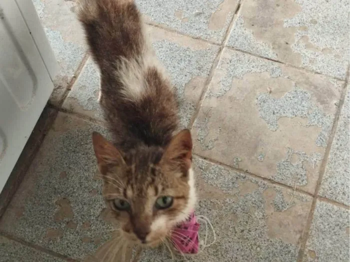 Gato ra a SRD-ViraLata idade 6 ou mais anos nome Aninha