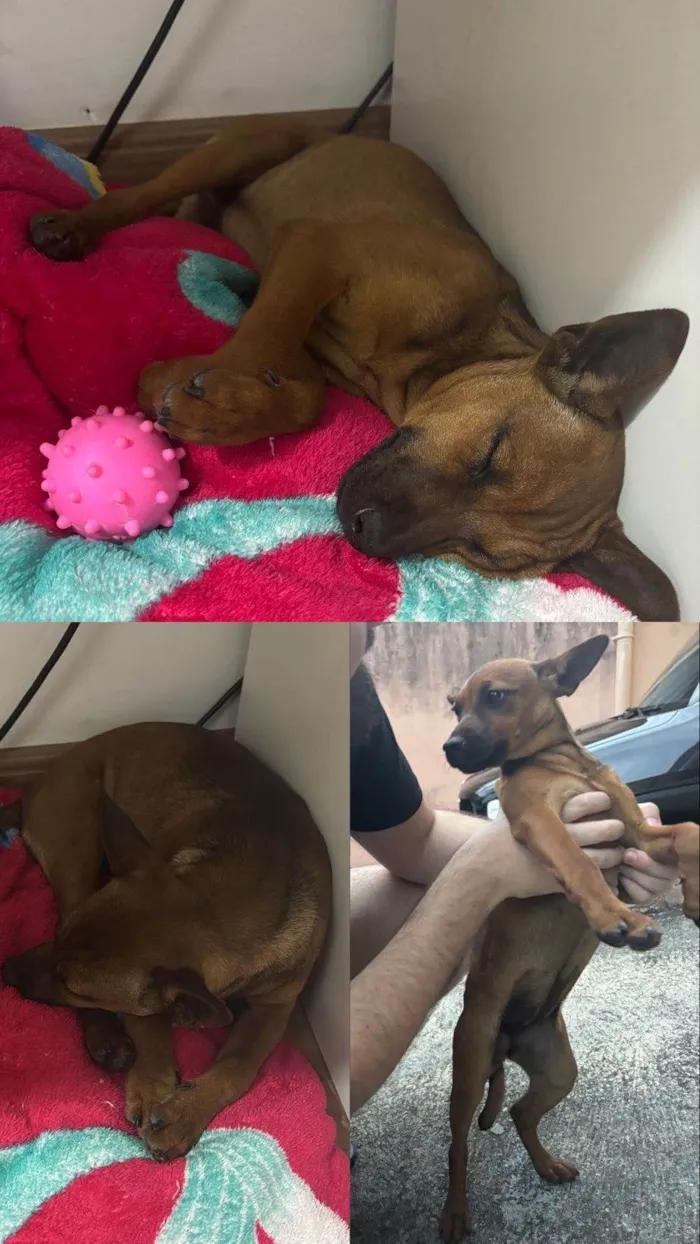 Cachorro ra a SRD-ViraLata idade 2 a 6 meses nome Mel