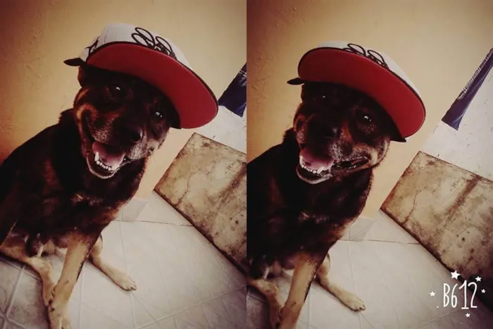 Cachorro ra a SRD-ViraLata idade 6 ou mais anos nome Luiz Gustavo Rodrigues Moraes