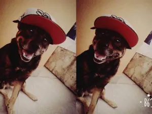 Cachorro raça SRD-ViraLata idade 6 ou mais anos nome Luiz Gustavo Rodrigues Moraes