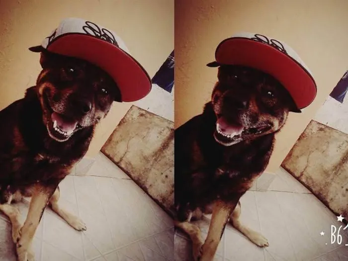Cachorro ra a SRD-ViraLata idade 6 ou mais anos nome Luiz Gustavo Rodrigues Moraes