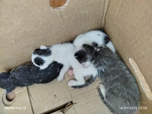 Gato raça SRD-ViraLata idade Abaixo de 2 meses nome Sem nome 