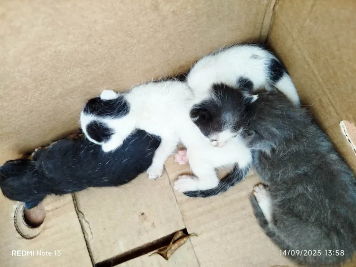 Gato ra a SRD-ViraLata idade Abaixo de 2 meses nome Sem nome 