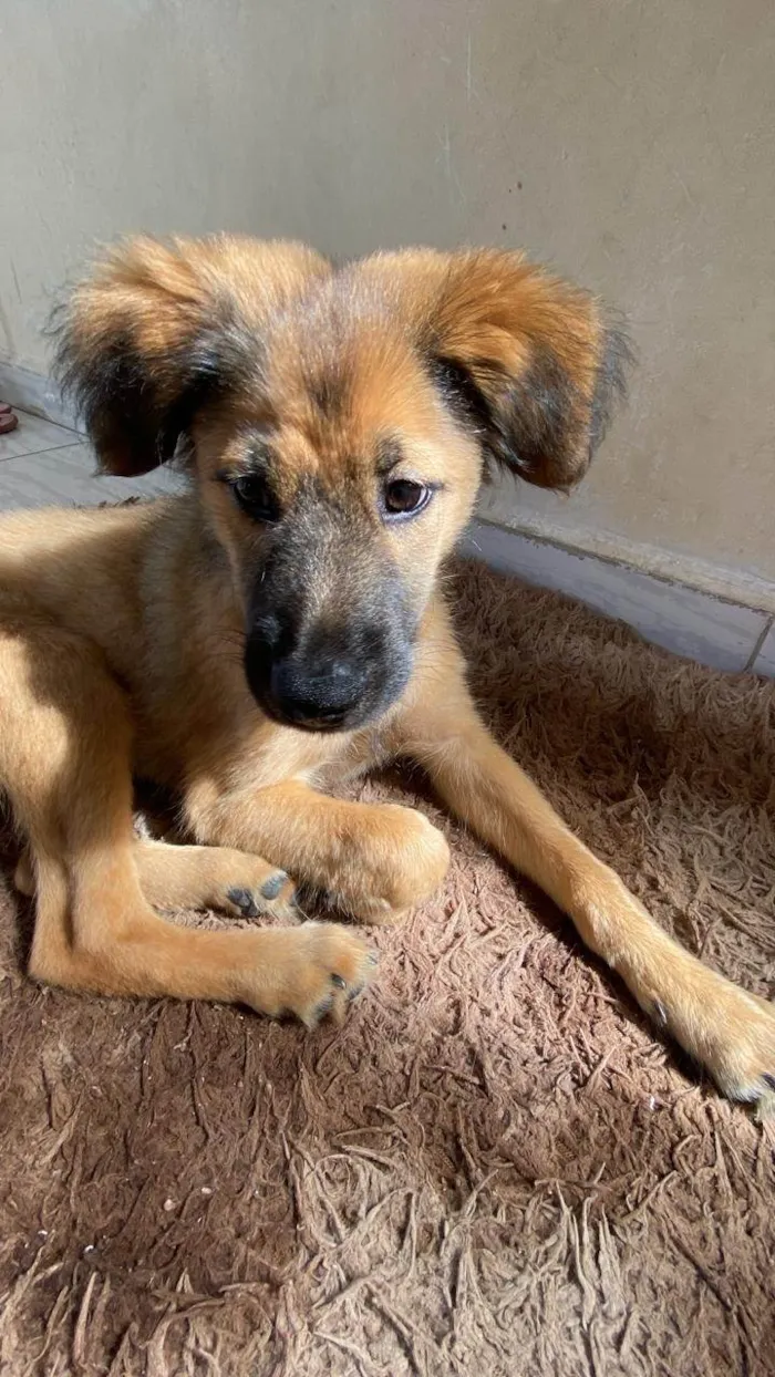 Cachorro ra a SRD-ViraLata idade Abaixo de 2 meses nome Jack