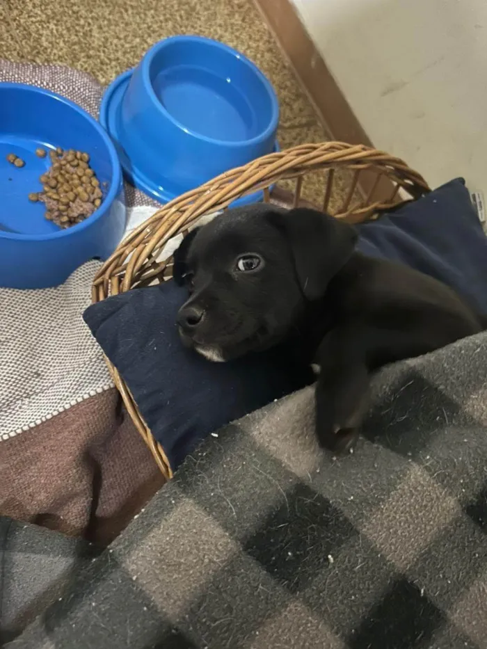 Cachorro ra a SRD-ViraLata idade 2 a 6 meses nome Sem nome 