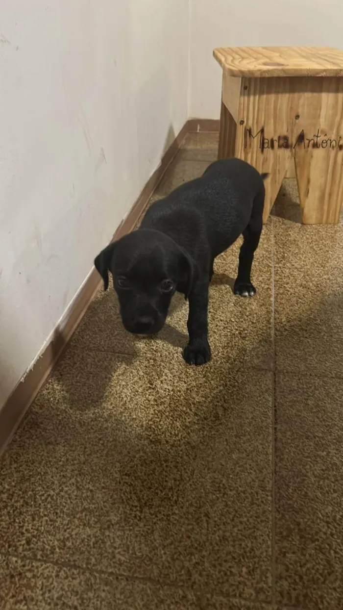 Cachorro ra a SRD-ViraLata idade 2 a 6 meses nome Sem nome 
