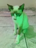 Fumaça