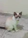 Fumaça