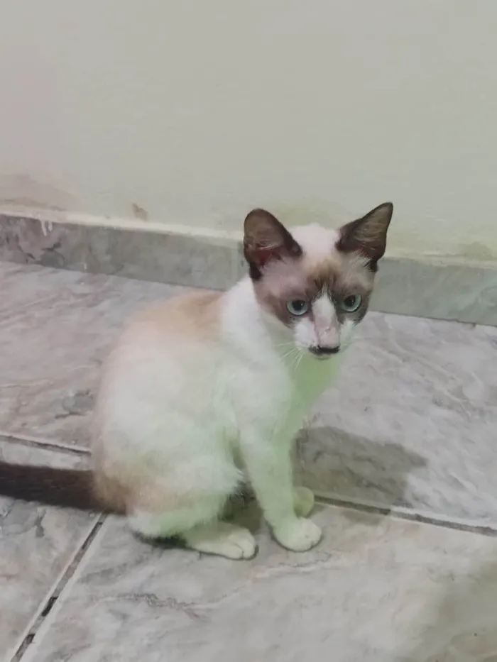 Gato ra a Siamês idade 2 a 6 meses nome Fumaça