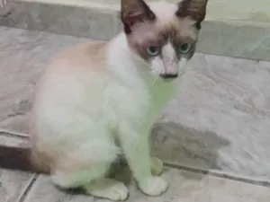 Gato raça Siamês idade 2 a 6 meses nome Fumaça