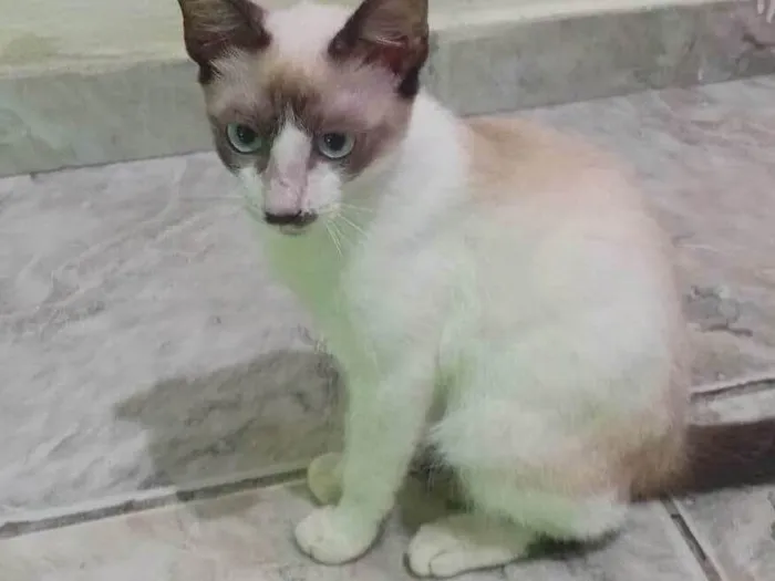 Gato ra a Siamês idade 2 a 6 meses nome Fumaça