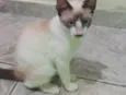 Fumaça