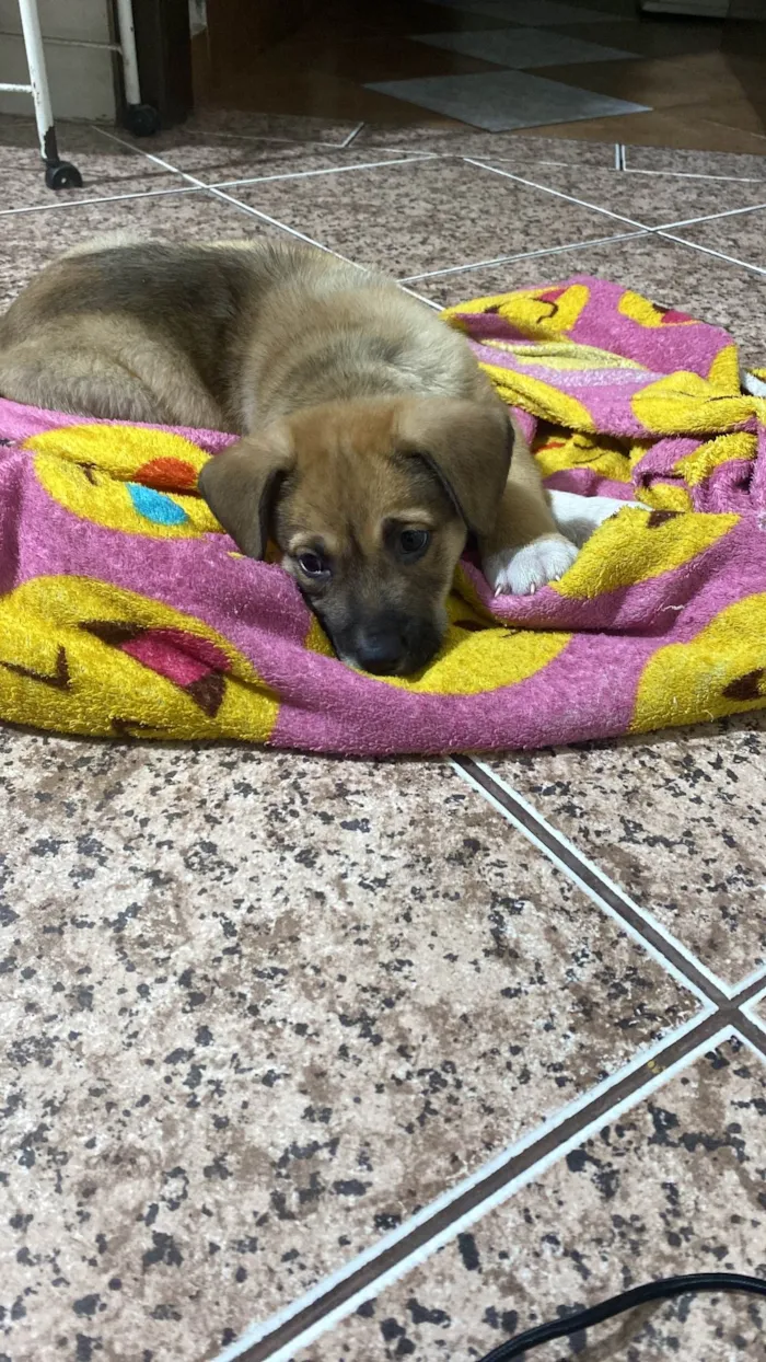 Cachorro ra a SRD-ViraLata idade Abaixo de 2 meses nome Ares