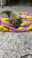 Ares