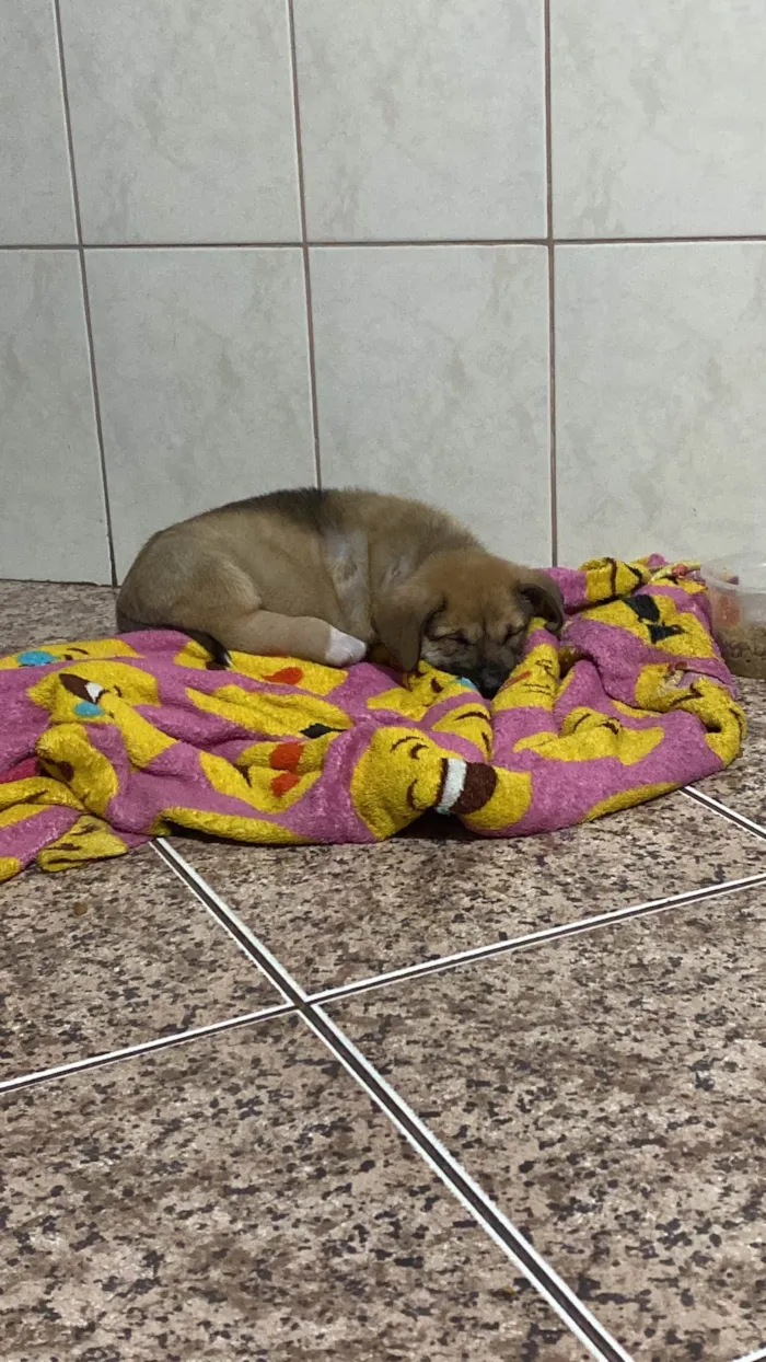 Cachorro ra a SRD-ViraLata idade Abaixo de 2 meses nome Ares