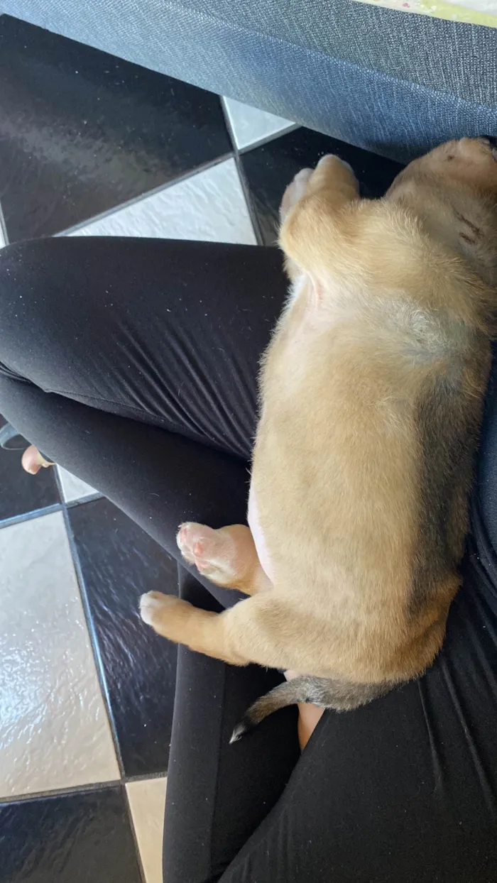 Cachorro ra a SRD-ViraLata idade Abaixo de 2 meses nome Ares