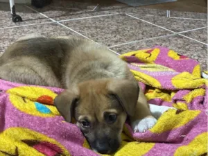 Cachorro raça SRD-ViraLata idade Abaixo de 2 meses nome Ares