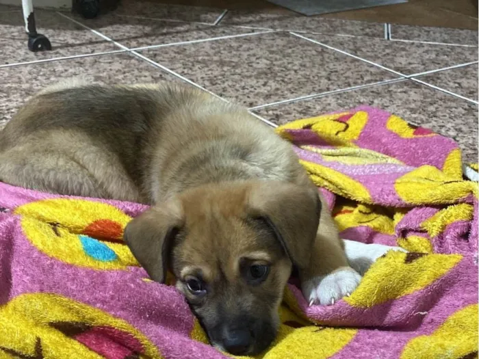 Cachorro ra a SRD-ViraLata idade Abaixo de 2 meses nome Ares