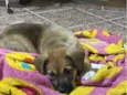 Ares