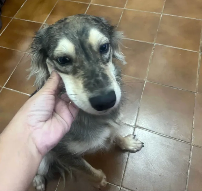 Cachorro ra a SRD-ViraLata idade 1 ano nome Nalla