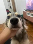 Nalla