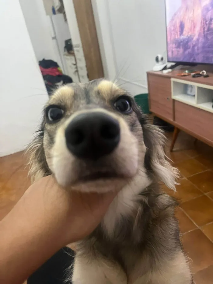 Cachorro ra a SRD-ViraLata idade 1 ano nome Nalla