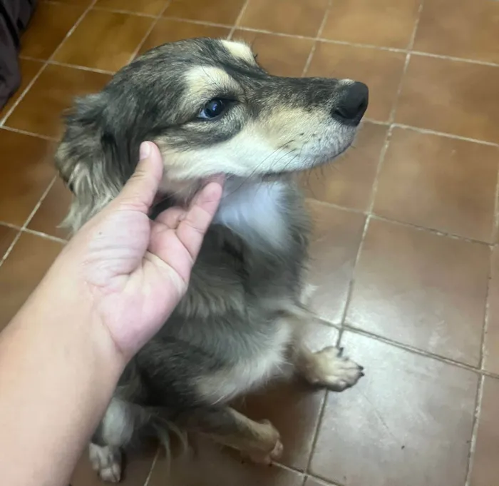 Cachorro ra a SRD-ViraLata idade 1 ano nome Nalla