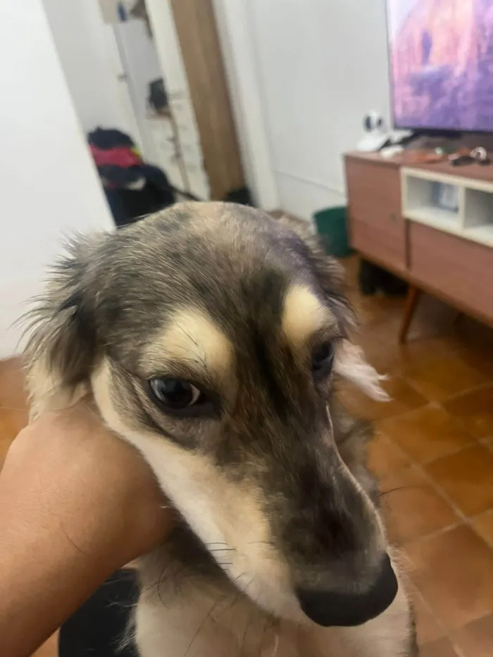 Cachorro ra a SRD-ViraLata idade 1 ano nome Nalla