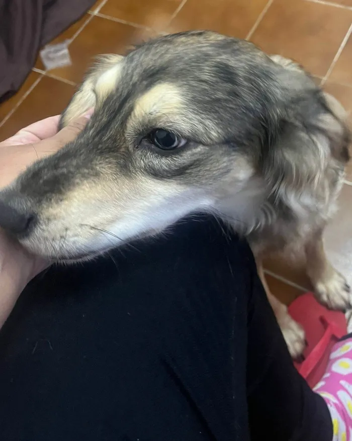 Cachorro ra a SRD-ViraLata idade 1 ano nome Nalla