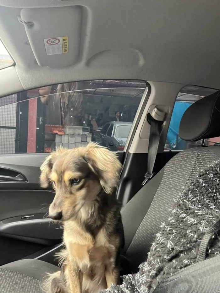 Cachorro ra a SRD-ViraLata idade 1 ano nome Nalla