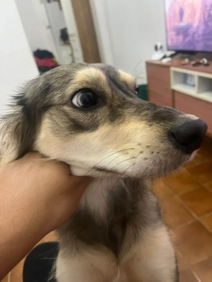 Cachorro ra a SRD-ViraLata idade 1 ano nome Nalla