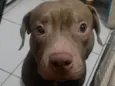 Andressa 