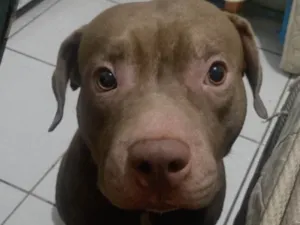 Cachorro raça Pit-Bull idade 2 a 6 meses nome Andressa 