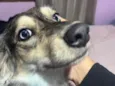 Nalla