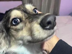 Cachorro raça SRD-ViraLata idade 1 ano nome Nalla