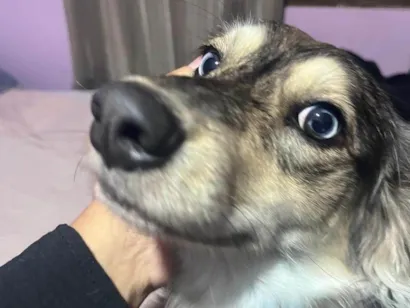 Cachorro raça SRD-ViraLata idade 1 ano nome Nalla