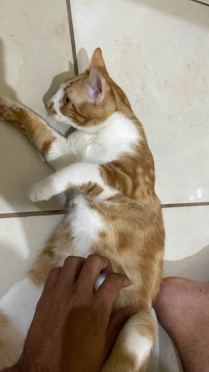 Gato ra a SRD-ViraLata idade 7 a 11 meses nome Franke e marcio