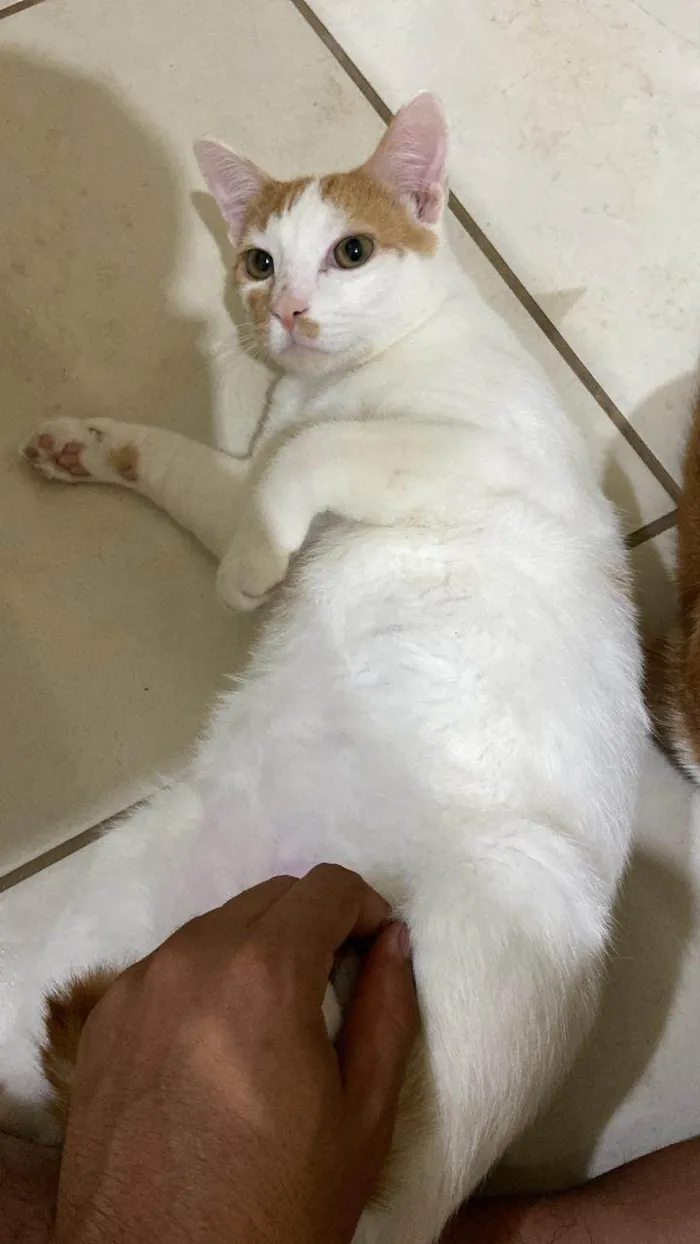 Gato ra a SRD-ViraLata idade 7 a 11 meses nome Franke e marcio