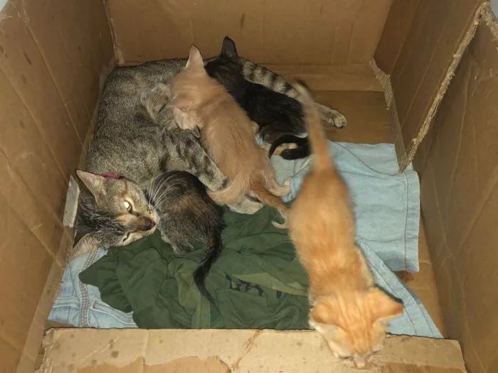 Gato ra a SRD-ViraLata idade 1 ano nome Lupita